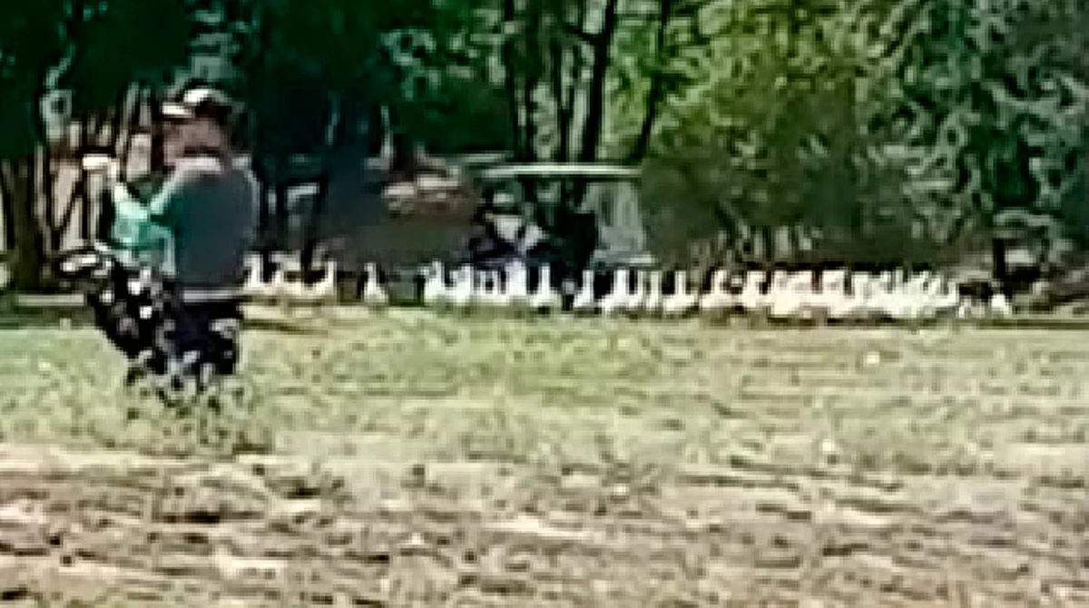 Investigará Club Erandeni presunto maltrato a patitos en campo de golf