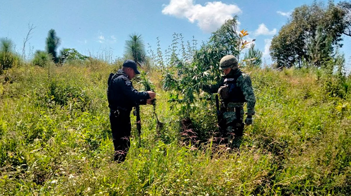 Guardia Civil y Sedena destruyen plantío de marihuana en Uruapan