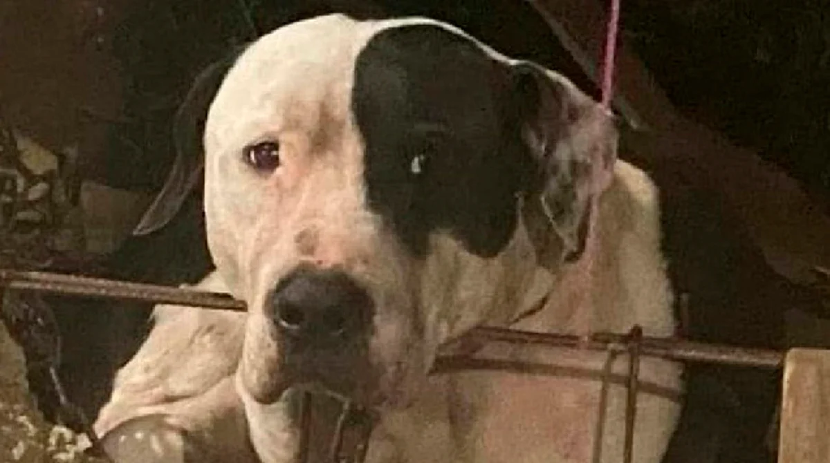 Max, el pitbull que casi arranca brazo a ratero, ¡no será sacrificado!