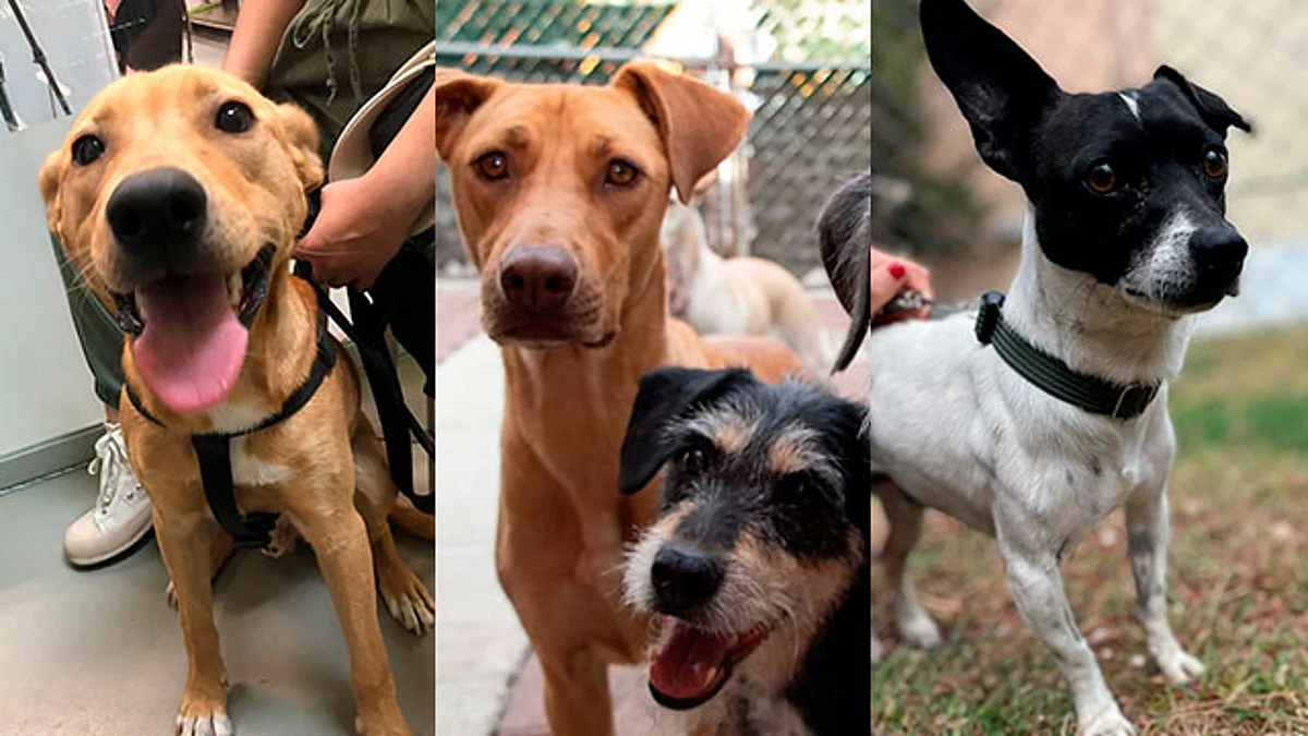 Se llevarán a cabo una pasarela de disfraces de los animales adoptables, ludoteca, así como talleres y pláticas sobre tenencia responsable