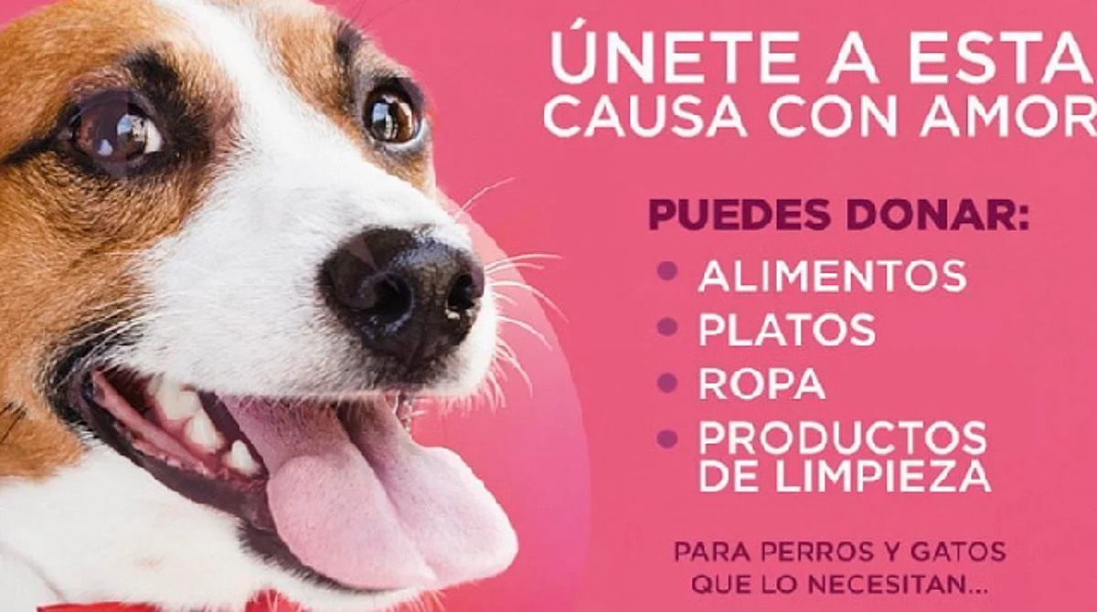 Este finde semana, "El bazarcito Morelia" con causa para perros y gatos