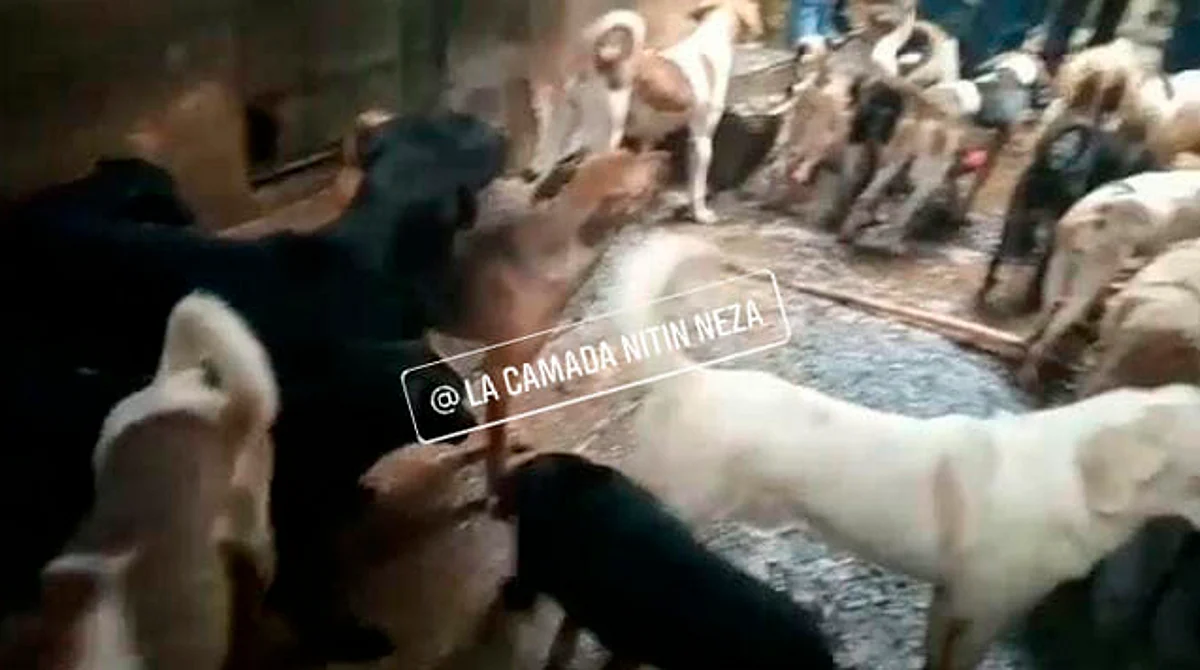 Se cree que hay al menos 100 perros en el domicilio