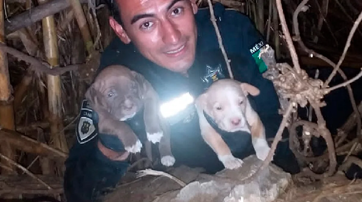 Rescata Policía Morelia a perrita con sus 3 crías