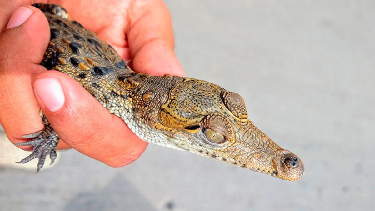 Hallan pequeño cocodrilo en calle de Morelia; ¿Qué hacer en caso de encontrar uno?