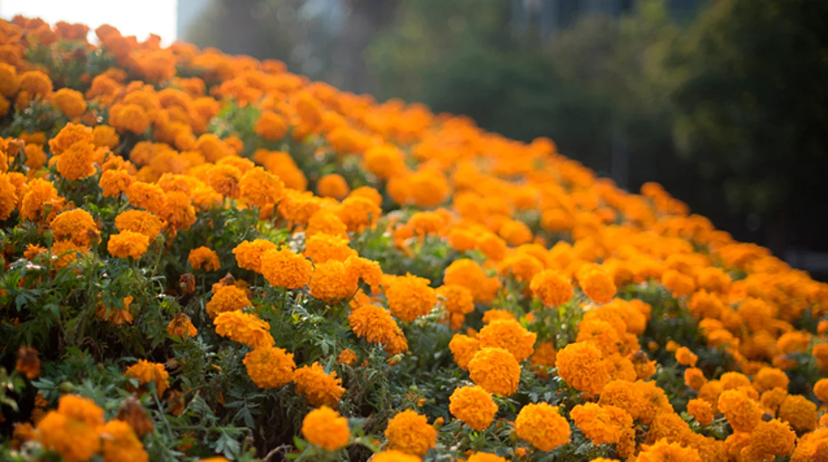 Las flores que se producen en la demarcación se venden en mercados de Morelia, Lázaro Cárdenas, Uruapan, entre otros