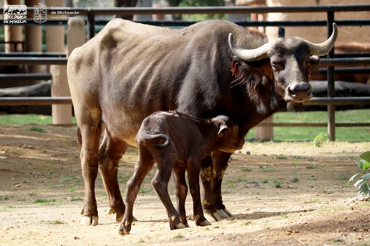 Zoológico de Morelia con 10 nacimientos en el último bimestre