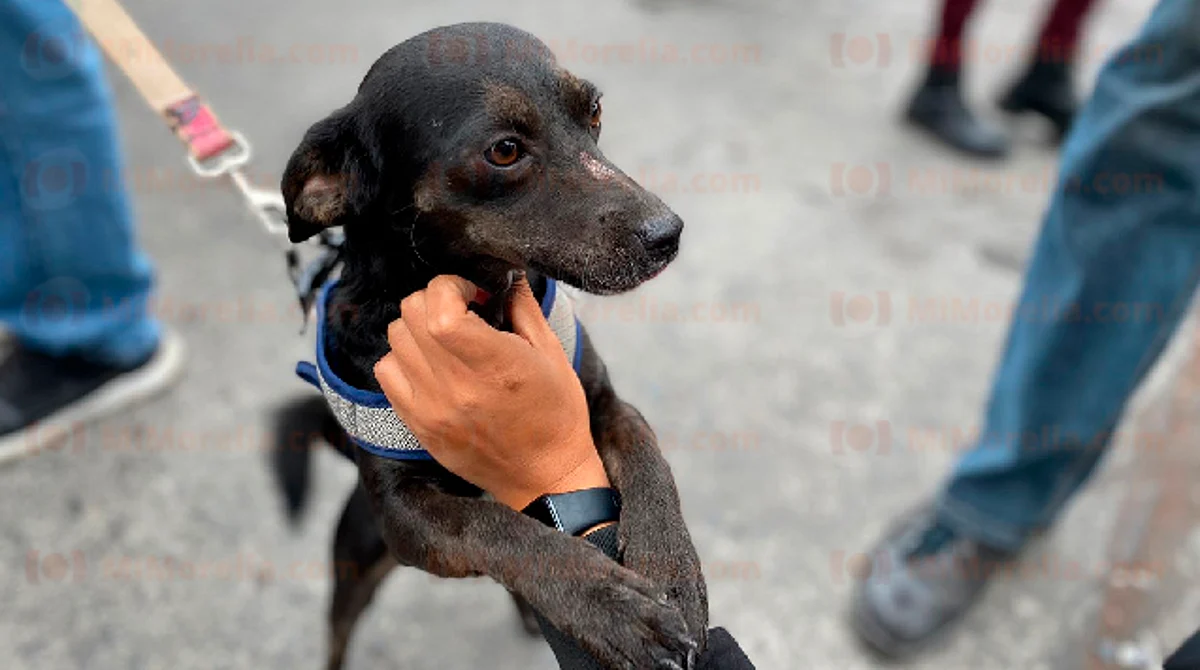 Morelia: registra Ghapad 40 reportes por violencia animal a la semana