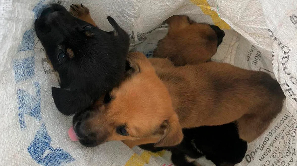 Se estima que en Morelia hay dos perros por cada persona que vive en la capital