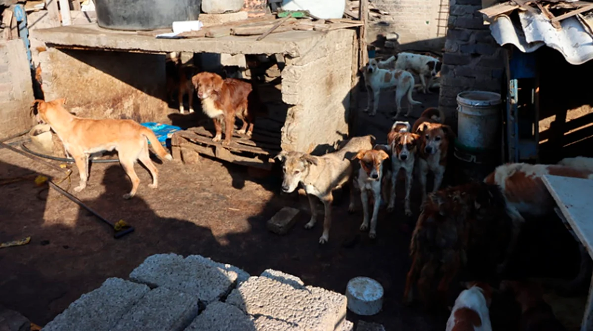 Los perritos serán dado en adopción