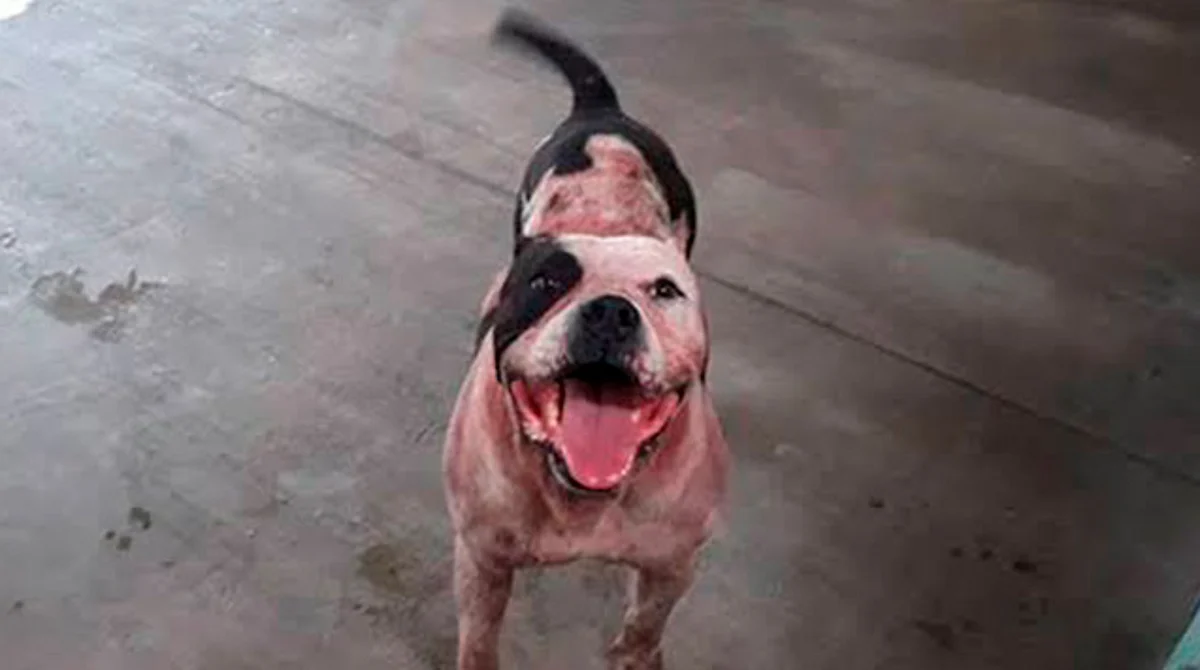 El perrito se llama Max