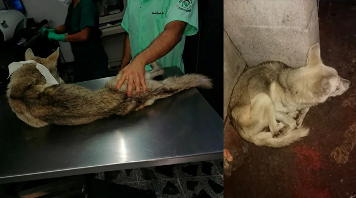 Fiscalía rescata a 2 perritos husky; tenían semanas abandonados en Villas del Pedregal
