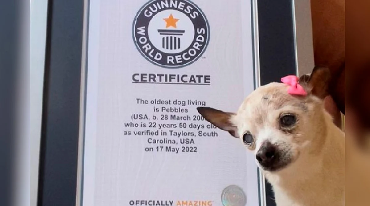 Muere Pebbles, la perrita más viejita del mundo; tenía Récord Guinness