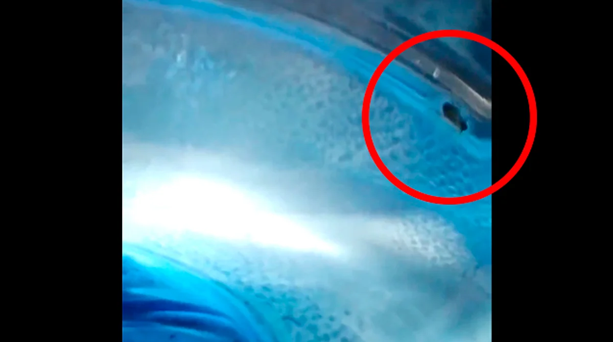Les sale con cucaracha un garrafón de agua en Morelia