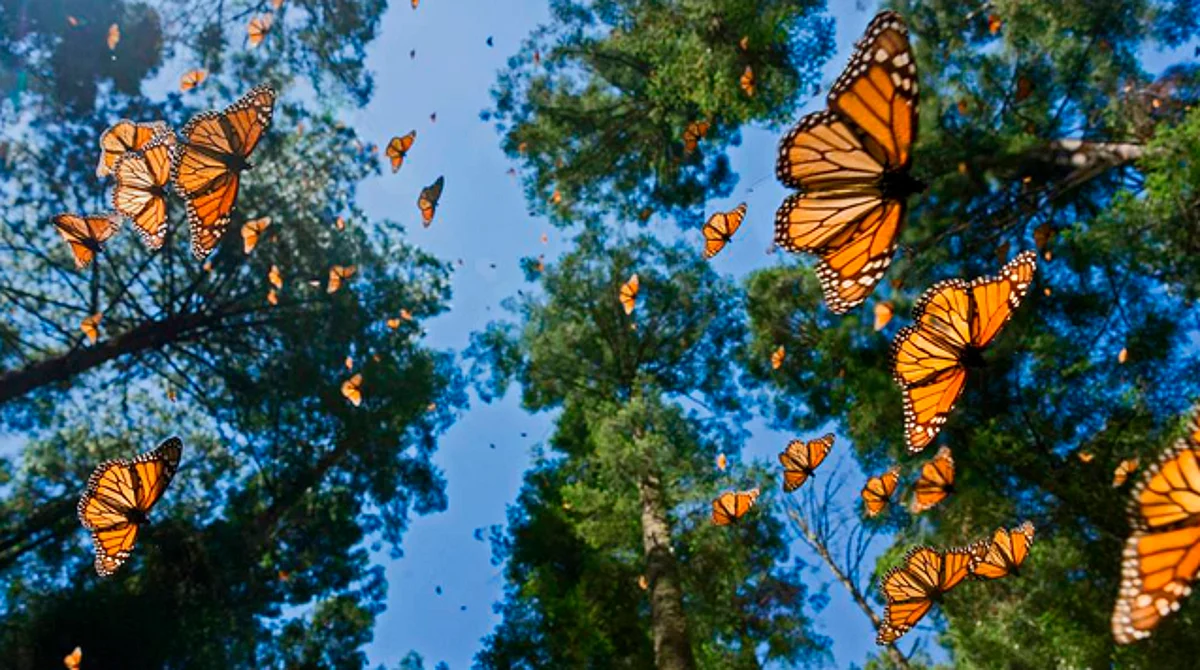 Mariposa Monarca ya está en México y en breve en cielo de Michoacán