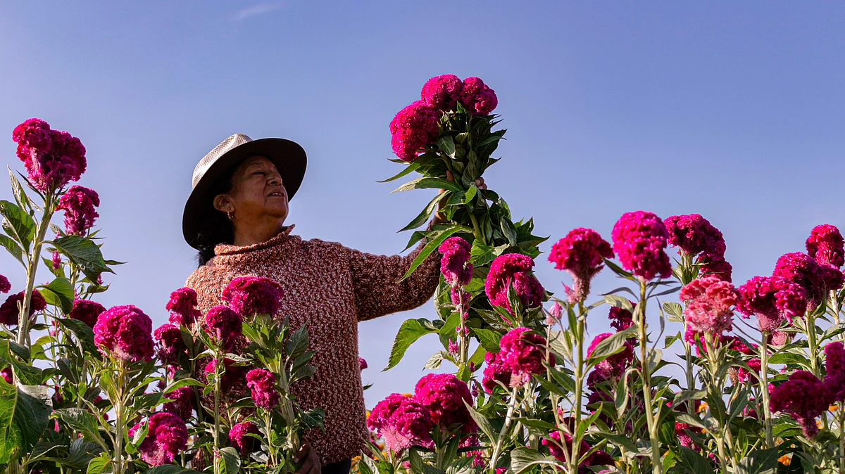 Los floricultores nacionales inician los primeros cortes a finales de septiembre y, de manera regular, en octubre, para ofertarse en presentación de maceta, gruesas, toneladas, manojos o docenas para este Día de Muertos