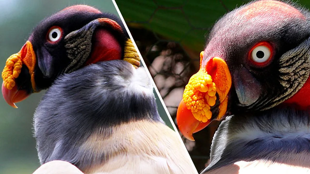 Llegó a Morelia en 2003 y que su edad aproximada es de 20 años, especie que en cautiverio puede llegar a vivir hasta 30 años