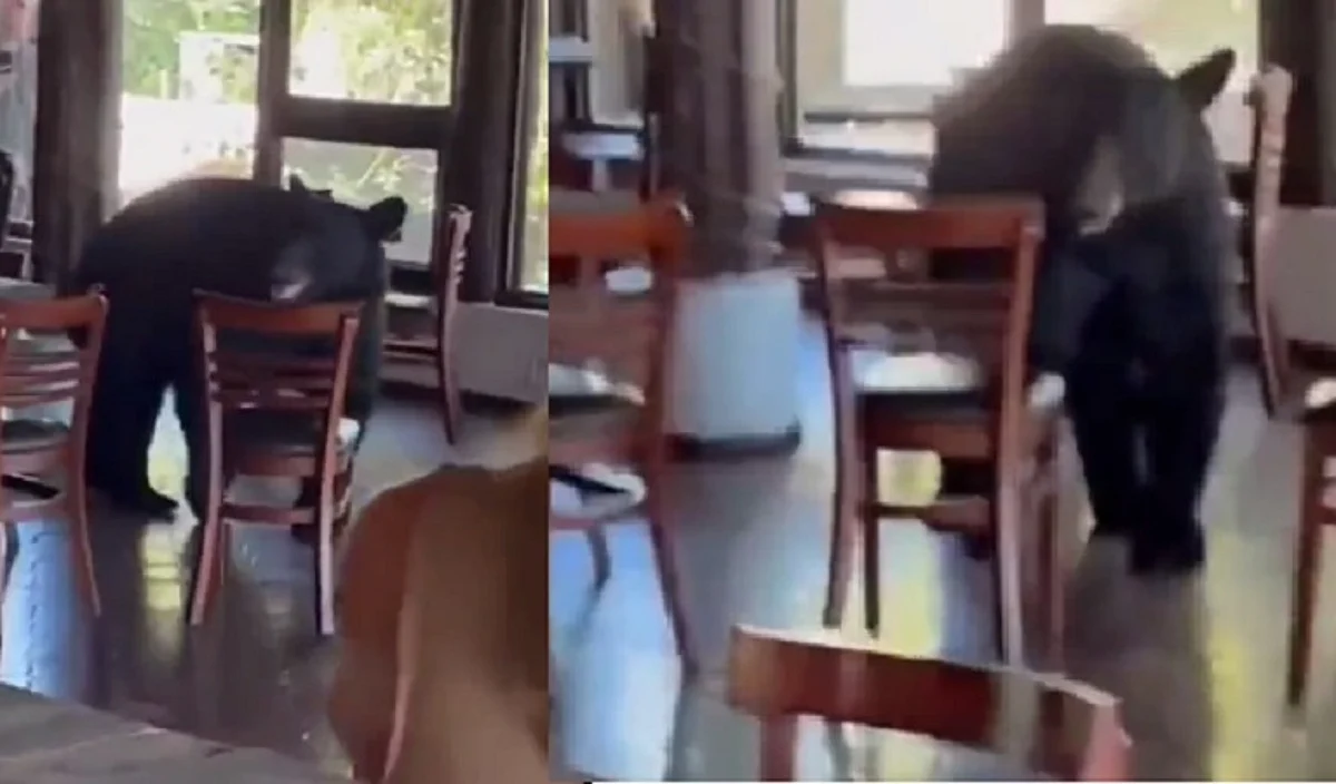 Oso sorprende a comensales al irrumpir en restaurante de Monterrey