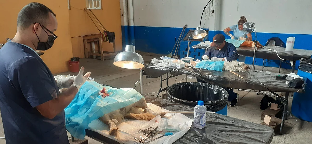Atento: en Morelia van a esterilizar a perros y gatos gratuitamente