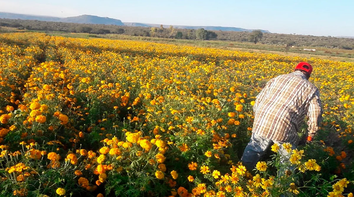 A 40 minutos de Morelia se encuentra el municipio de Copándaro, donde podrás observar los extensos campos de cempasúchil y aprovechar para una bonita postal