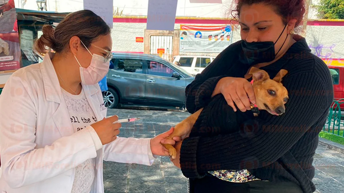 Las mascotas pueden recibir la vacuna a partir del primer mes