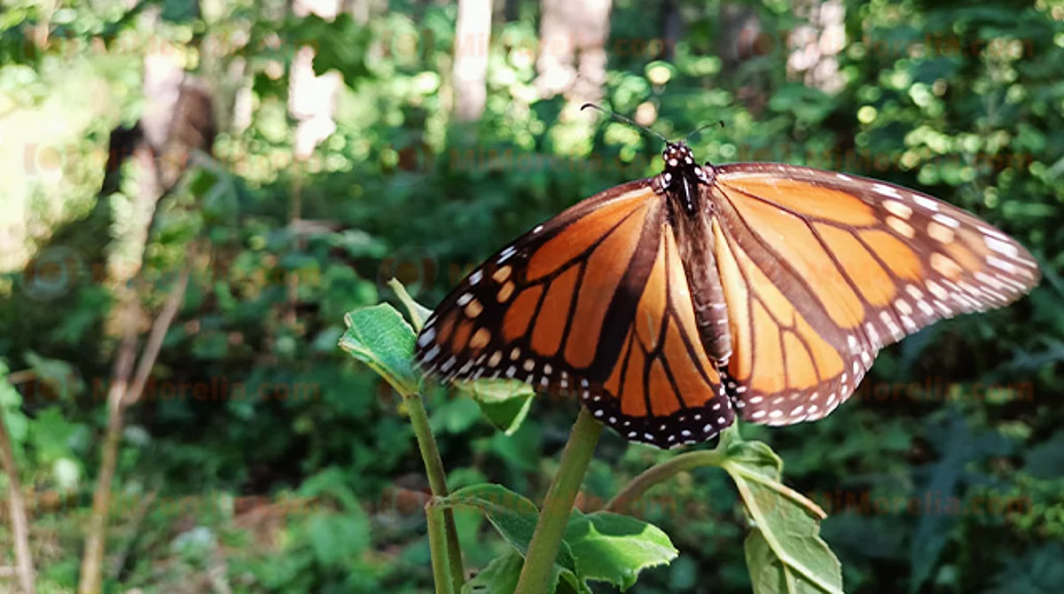 En espera, "importante nube" de mariposa Monarca para llenar 5 hectáreas en Michoacán
