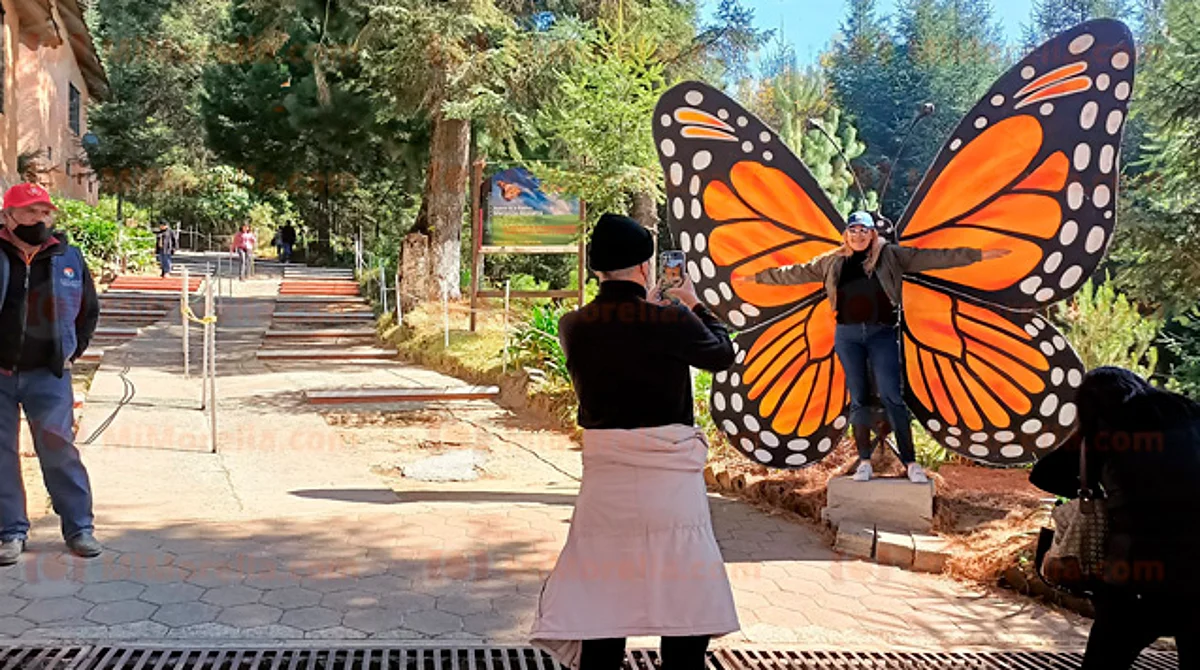 Michoacán: santuarios de la mariposa Monarca abrirán el 18 de noviembre