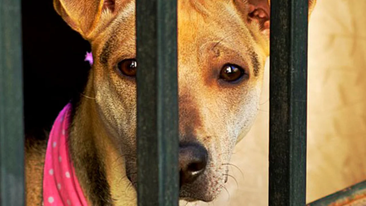Cárcel y multas a quienes maltraten o sean crueles con animales: 75 Legislatura