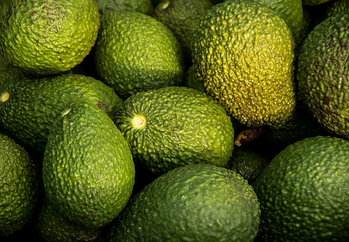 ¡Orgullo mexicano y michoacano! Aguacate tacambarense llega a Qatar