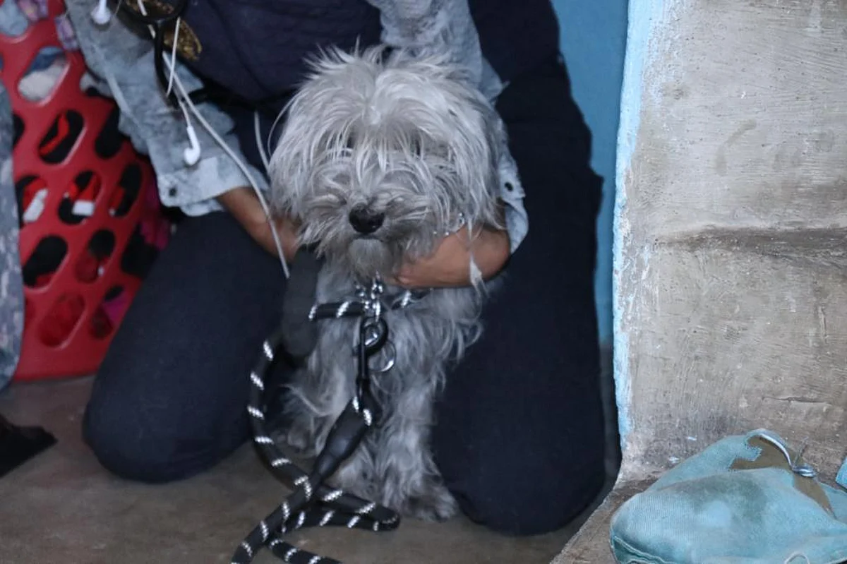 Se mudan y abandonan a perrita en una casa en Morelia; ya investigan