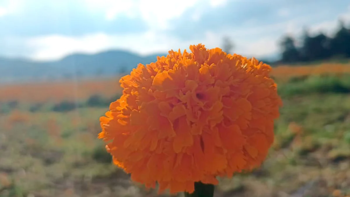 Se mantiene Michoacán como uno de los principales productores de flor de cempasúchil