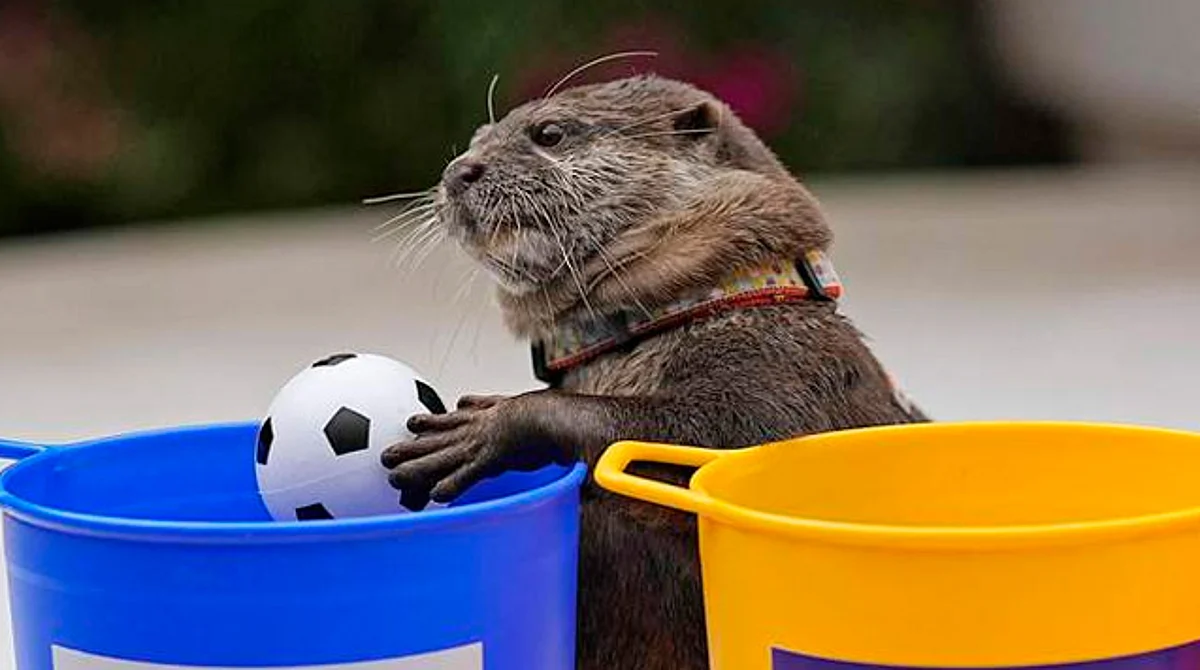 Nutria se vuelve famosa por predecir ganador de partido en Mundial de Qatar