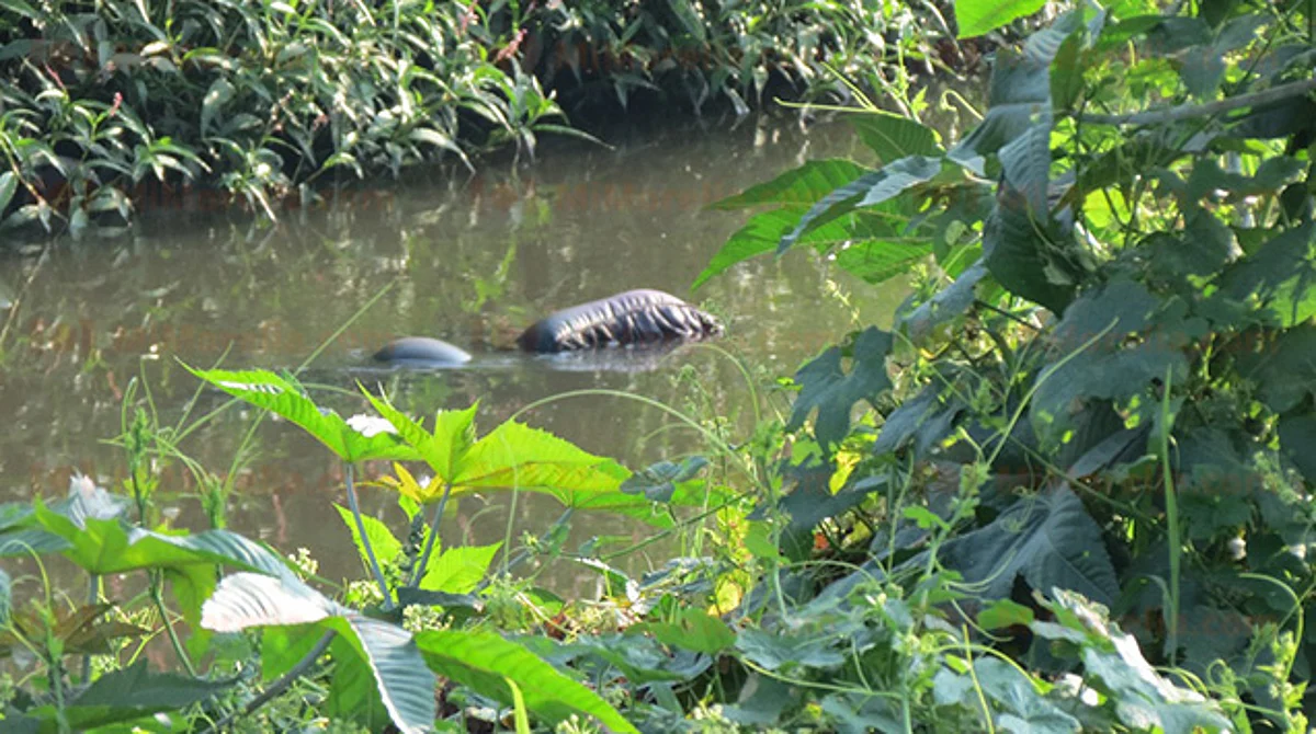 Hallazgo de bulto flotando en río genera pánico en Morelia; era una colchoneta