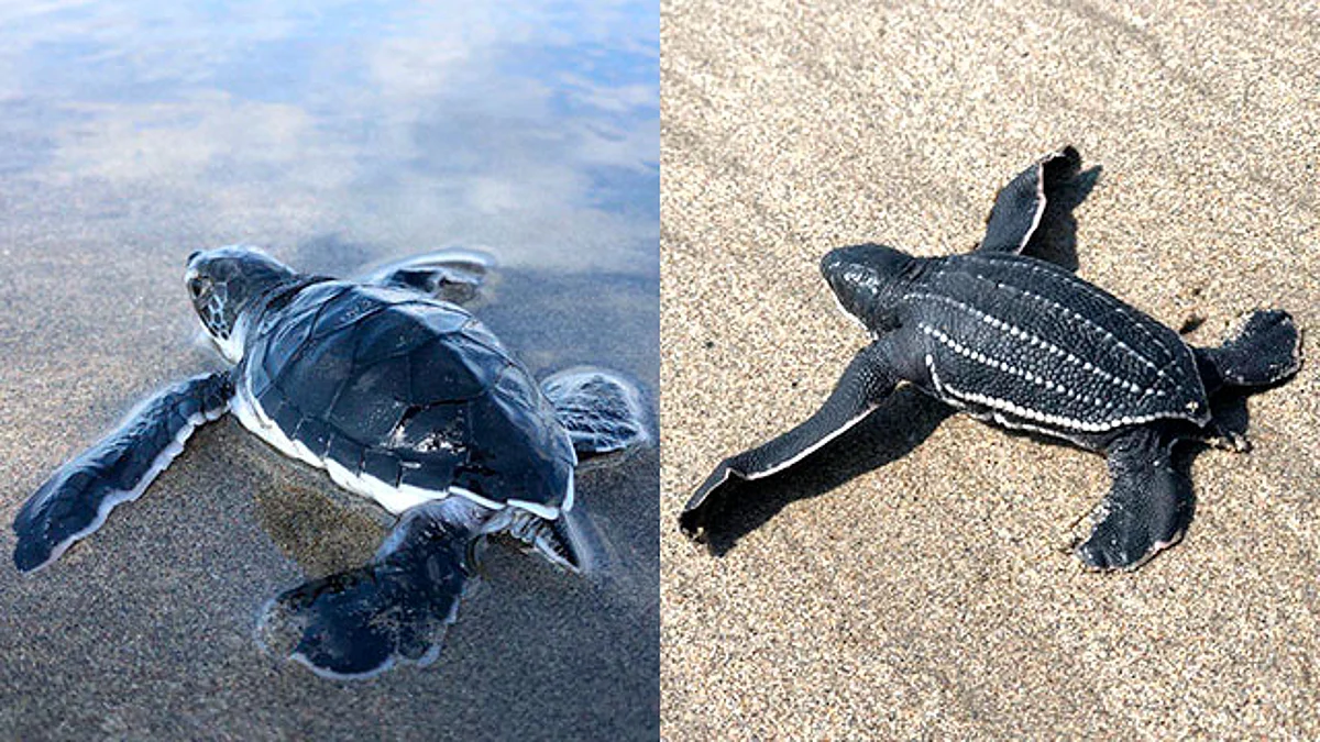 En las costas de Michoacán se distribuyen tres especies de tortugas marinas