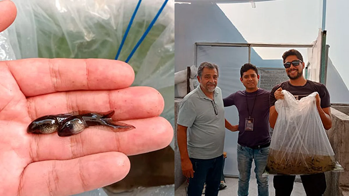 Fortalece Compesca producción de rana toro en Michoacán