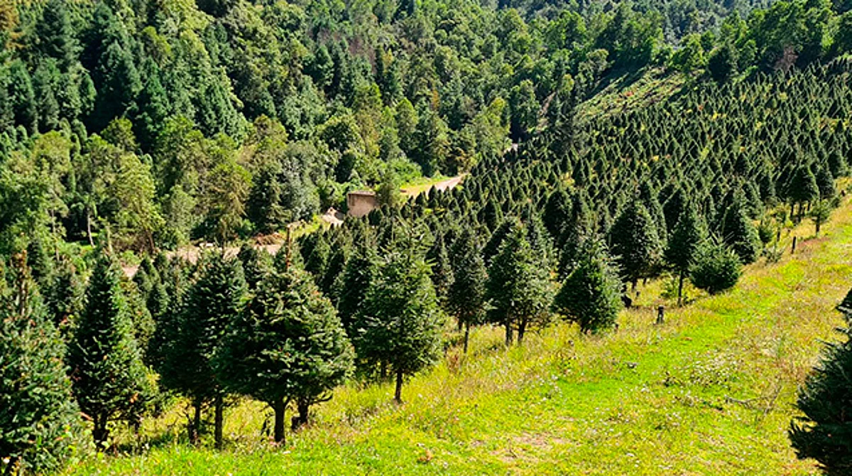 Anuncia Cofom puntos de venta de árboles de navidad en Michoacán