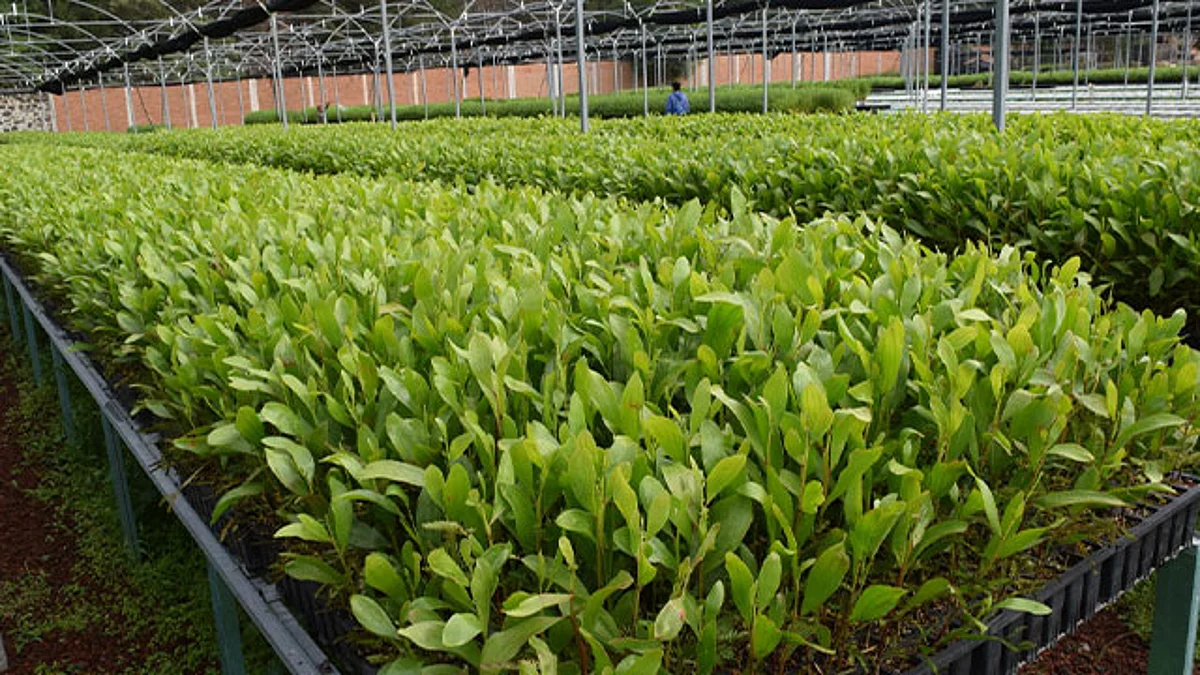 Busca Cofom incrementar la producción de planta forestal