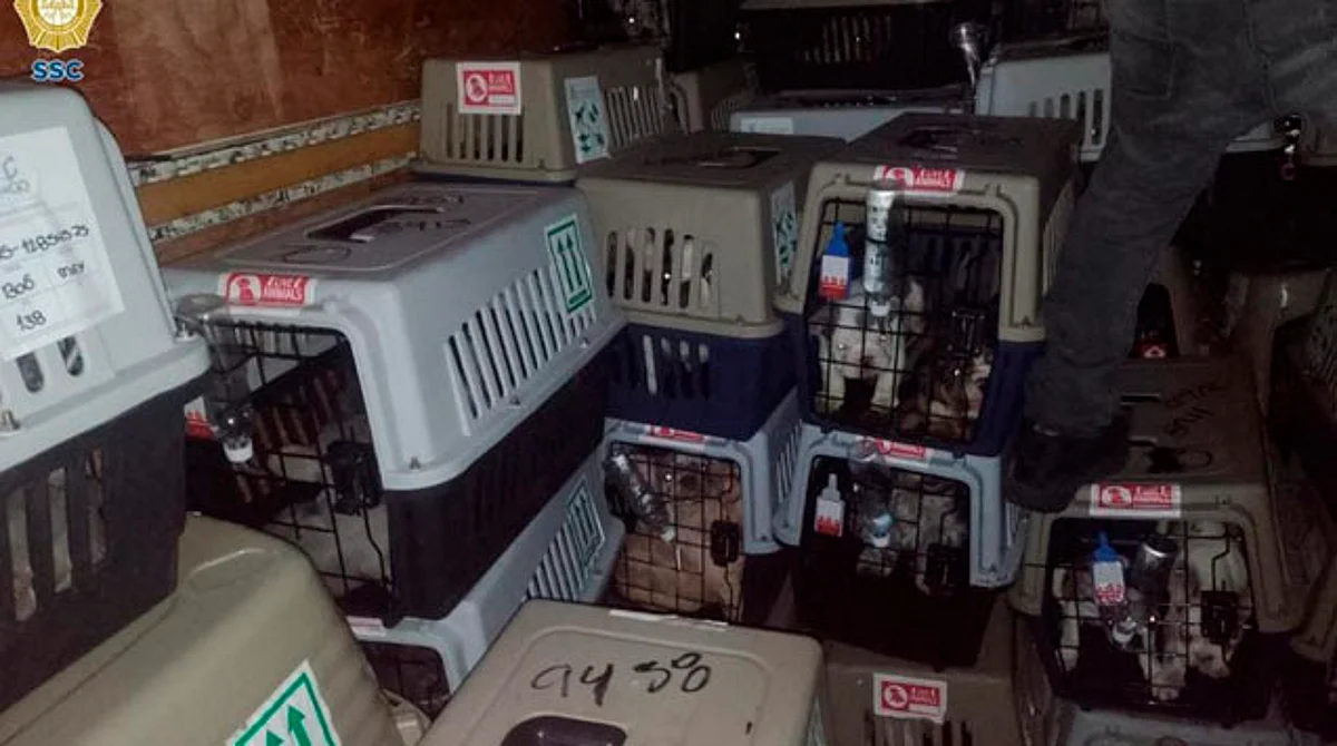 Roban camión con 200 perros; había salido de una de las aduanas del AICM