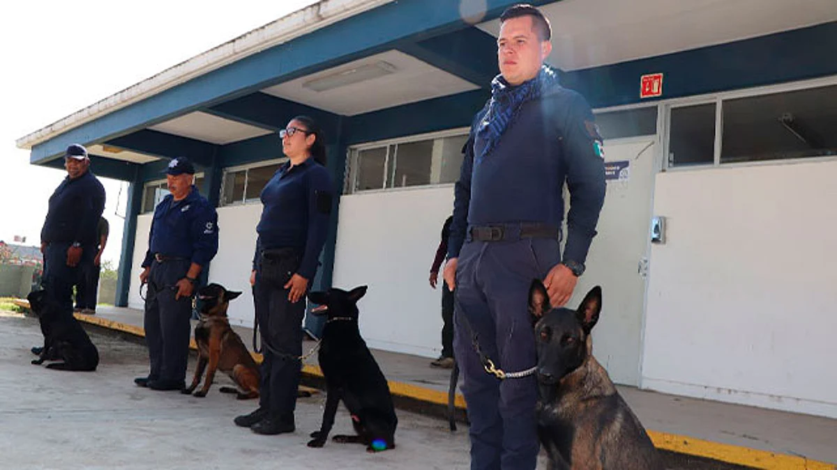 En el curso de perro K9 conocerán las principales tácticas y técnicas para conformar binomios caninos