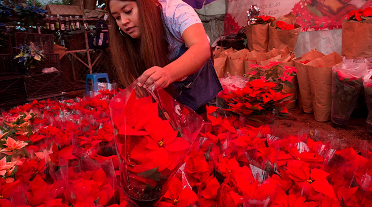 Nochebuena michoacana, lista para llegar a hogares de todo México
