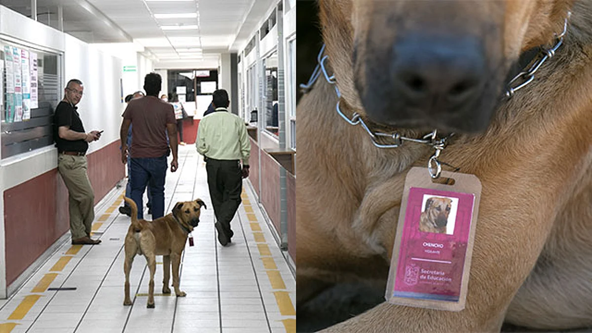 Noble, juguetón y protector, Chencho pasea por los pasillos de la dependencia y acompaña a los servidores públicos en sus actividades