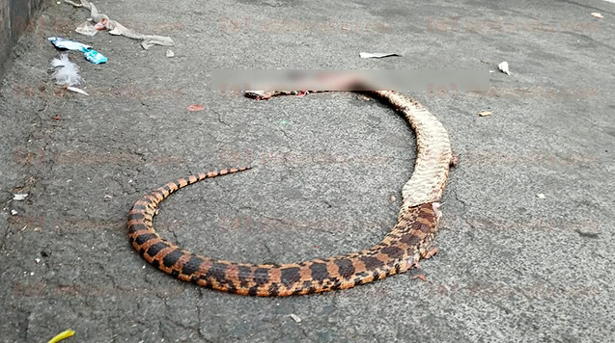 Hallan serpiente frente a Catedral de Morelia, ¿qué hacer en caso de encontrarse una?