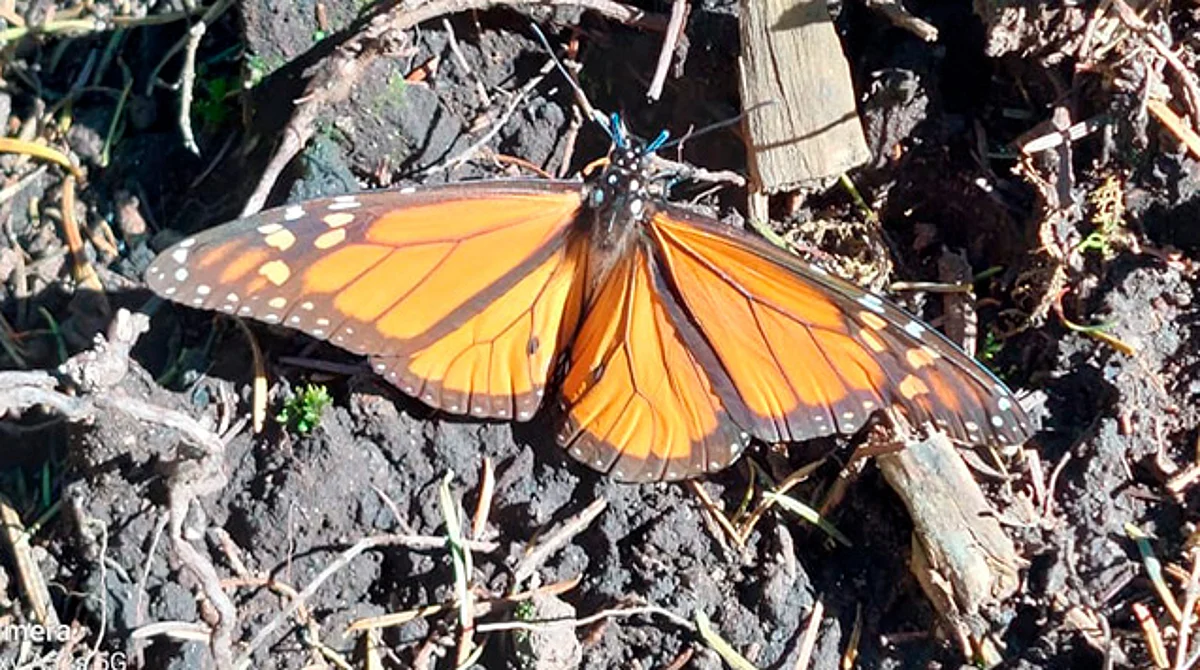 ¡Ya están aquí! Mariposas Monarca comienzan a hacer sus colonias en El Rosario