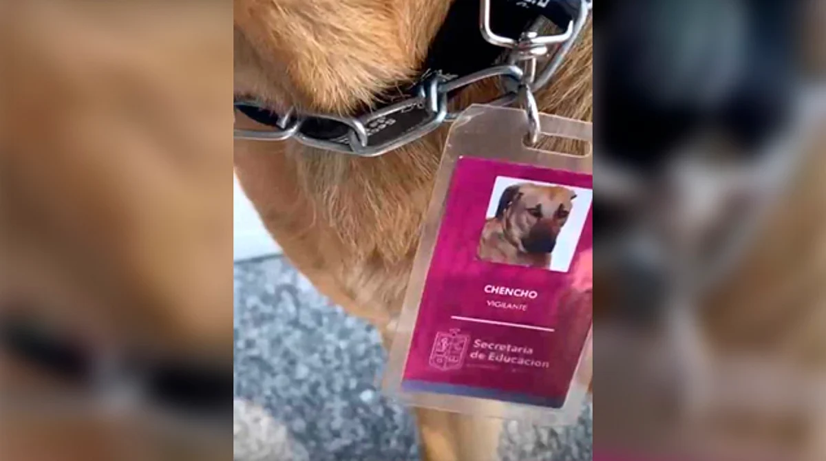 Perrito con gafete de vigilante de la SEE encanta las redes en Morelia