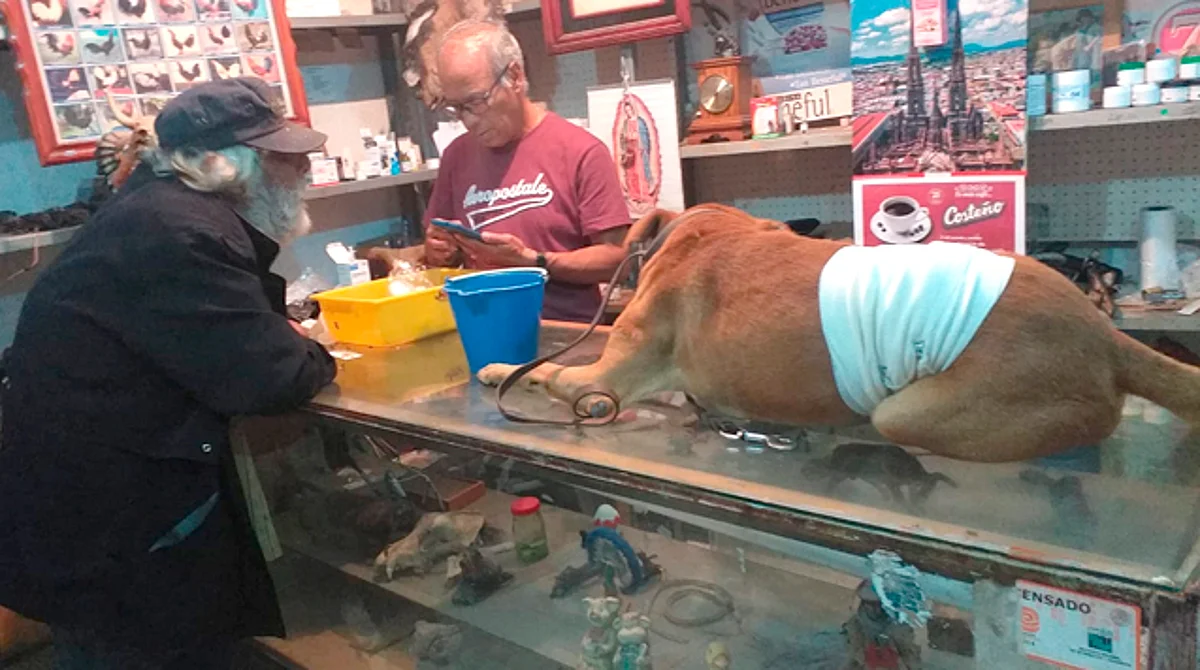 Malosos hieren a perrito con arma y Policía Morelia lo socorre