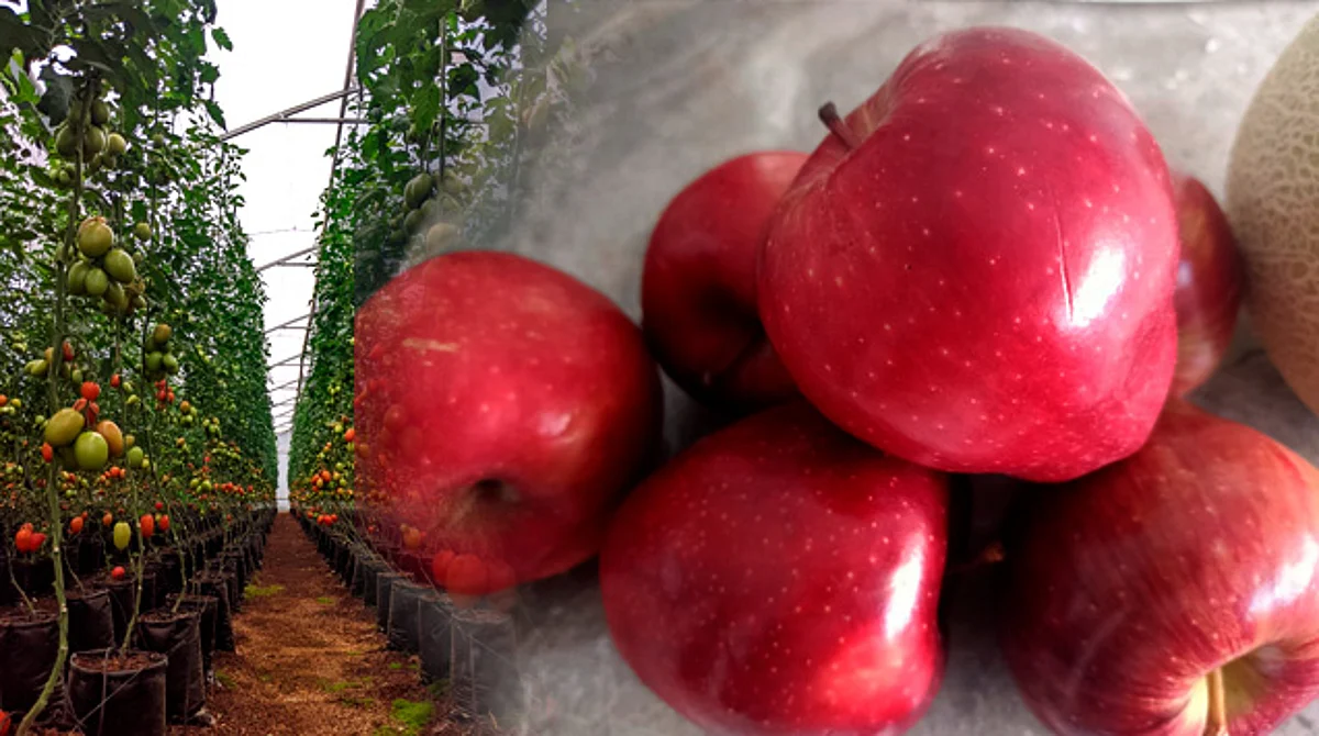 Habrá Tianguis Campesino el próximo sábado, en Plaza Carrillo de Morelia