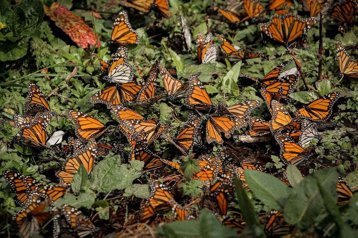 Zitácuaro, a unos días del Festival Internacional de la Mariposa Monarca