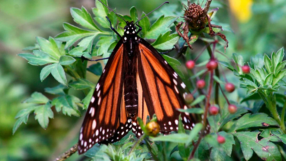 Abren santuarios de la mariposa monarca, temporada de hibernación 2022-2023