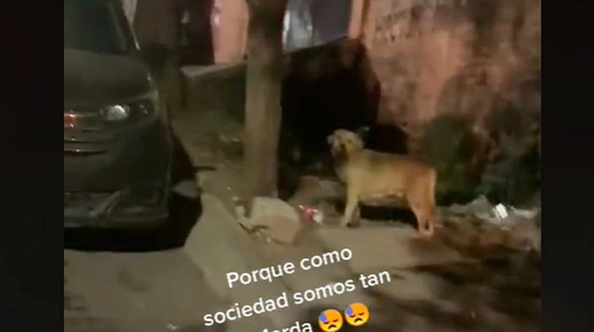 Con cohetes lastiman a perrito en CDMX y causa indignación en redes