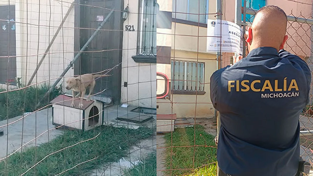 Tras ser valorado, los agentes de investigación determinaron que era víctima de maltrato animal, por lo que fue asegurado a efecto de que se le proporcionara el respectivo tratamiento médico