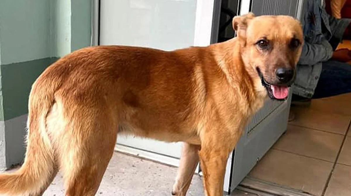 Perrito localiza a su amo desaparecido hace una semana y a kilómetros de casa